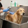 comment ouvrir une station de lavage pour chien