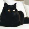chat noir sur canapé blanc