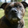 Staffordshire bull terrier