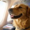 Prix chien Air France