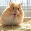 Pourquoi mon hamster ronge les barreaux de sa cage : causes et solutions