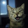 Chat qui miaule la nuit causes et solutions pour un sommeil paisible