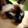 chat siamois